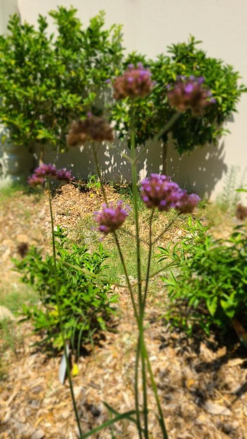 Chez Nous Dans Notre Petit Jardin Apartment มงต์เปอลิเยร์ ภายนอก รูปภาพ